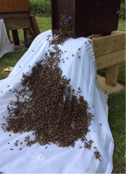 Berkhamsted Bees Swarms