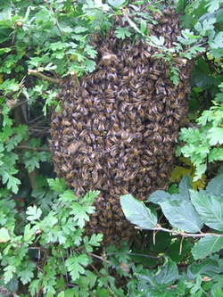 Berkhamsted Bees swarms, honeybee swarm