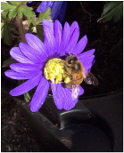pollen, berkhamsted bees, local honey